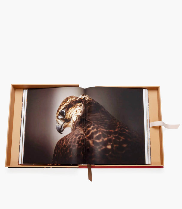 Falcons From Saudi Arabia - Roomours