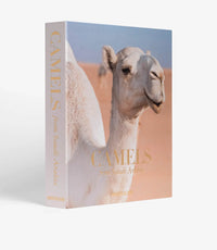 Camels From Saudi Arabia - Roomours