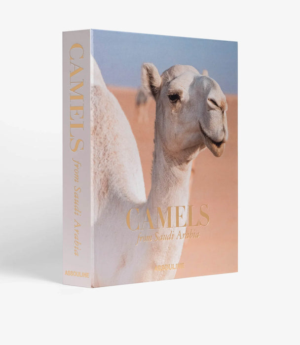 Camels From Saudi Arabia - Roomours