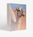 Camels From Saudi Arabia - Roomours