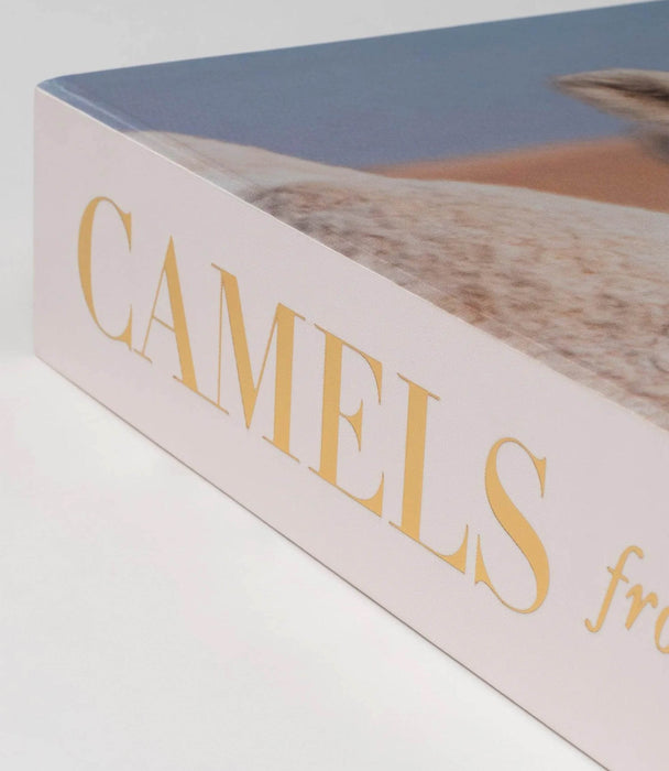 Camels From Saudi Arabia - Roomours